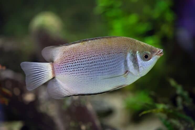 Gourami küssen