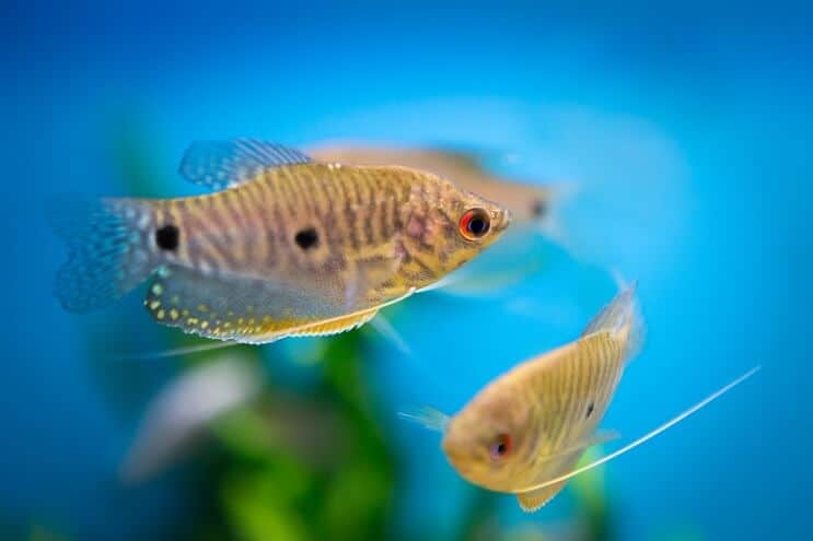 Blauer Gourami