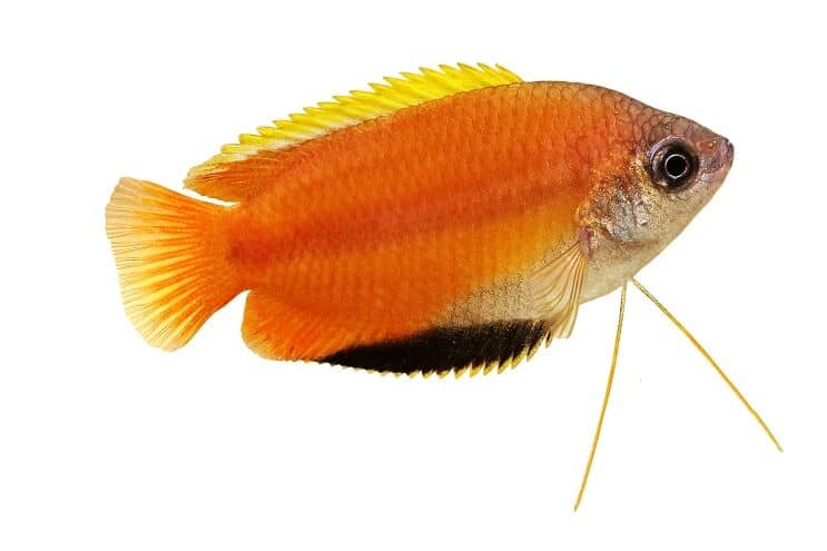 Honig Gourami