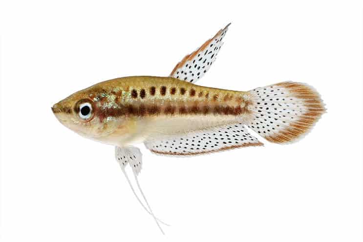 Funkelnder Gourami
