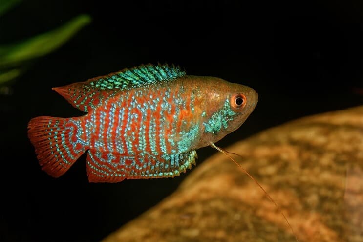 Zwerg Gourami