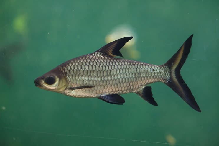 Bala Shark Aussehen