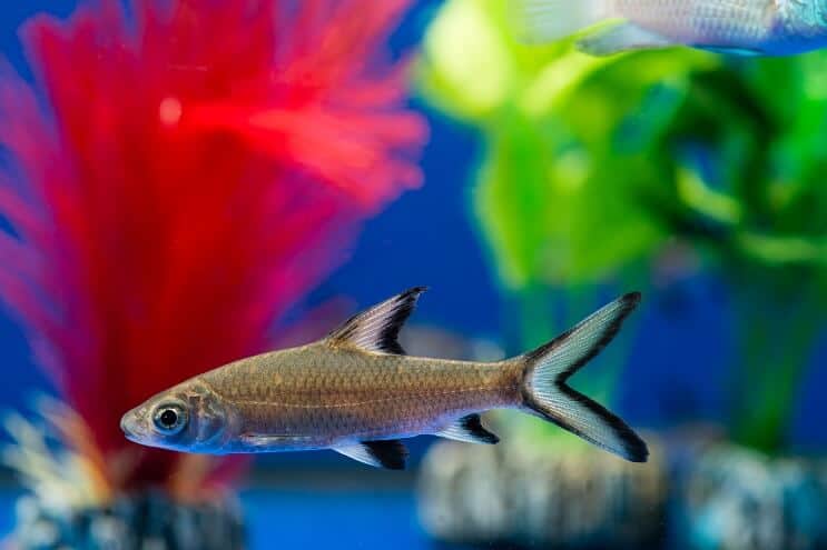Bala Shark Tank Bedingungen