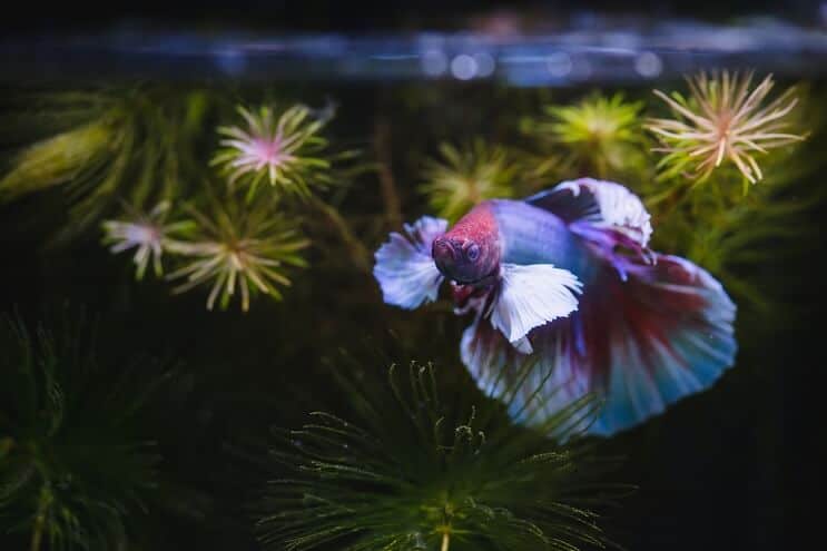 Betta Fish: Pflegehinweis, Lebensdauer, Fakten und Kompatibilität