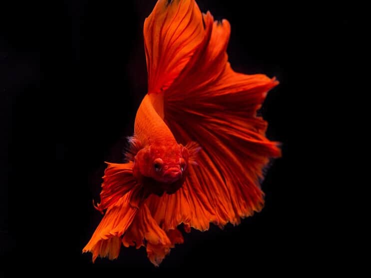 Betta Fisch Aussehen