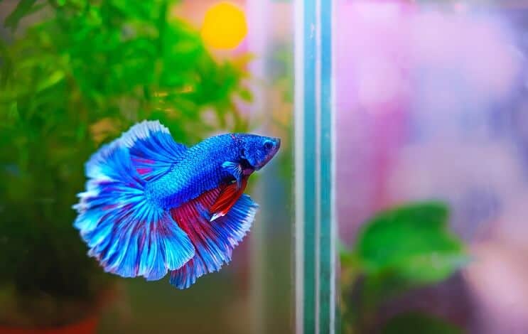 Betta Fisch Lebensraum
