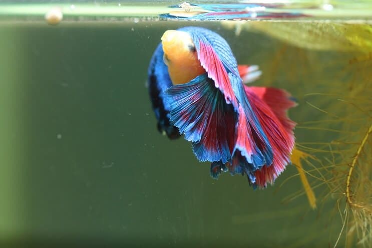 Bettas Zucht mehr