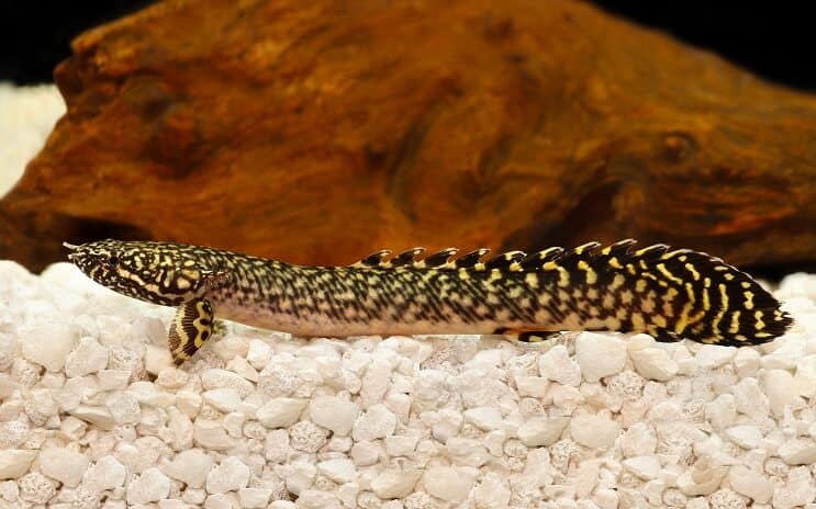 Verzierter Bichir