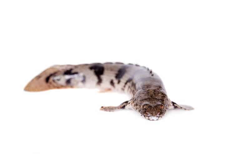 Sattelte Bichir