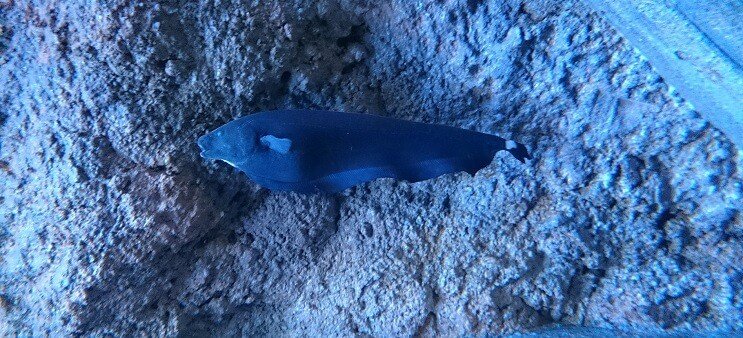 Ghost Knifefish Schwimmen