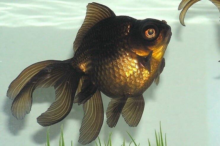 Black Moor Goldfisch Aussehen