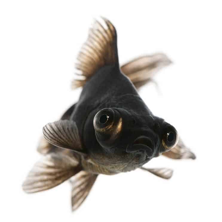 Black Moor Goldfisch Pflege