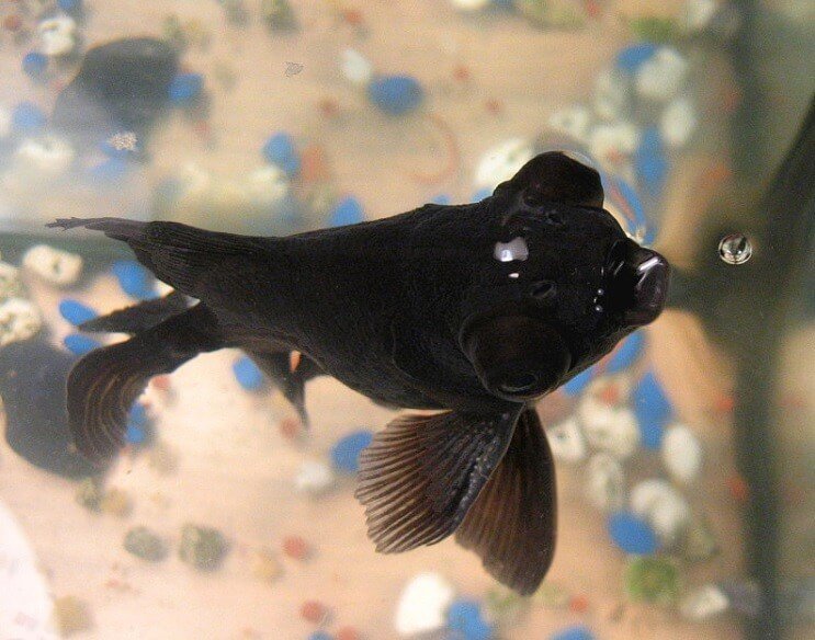 Black Moor Diät
