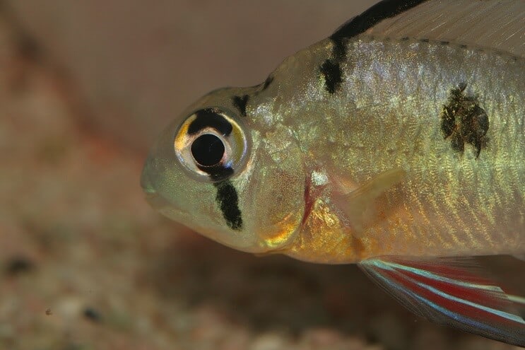 Bolivian Ram Nahaufnahme