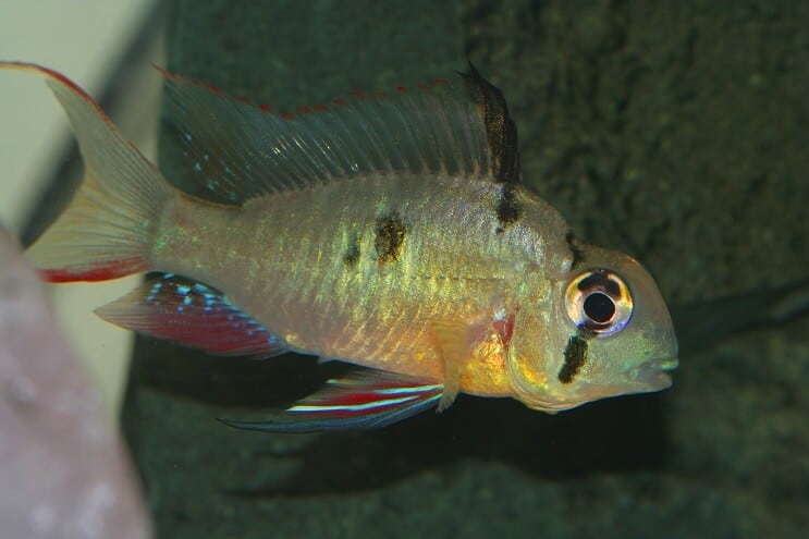 Weiblicher bolivianischer Widder
