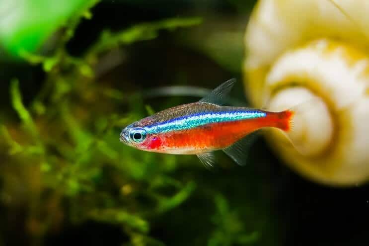 Kardinal Tetra Aussehen