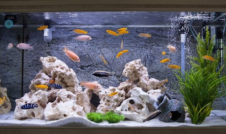 Buntbarsche in einem Aquarium