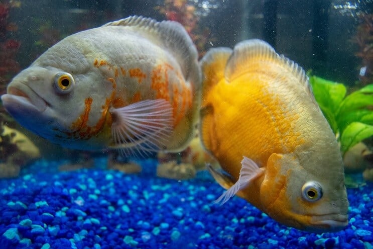 Buntbarsche, die in einem Aquarium schwimmen