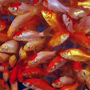 Komet Goldfisch