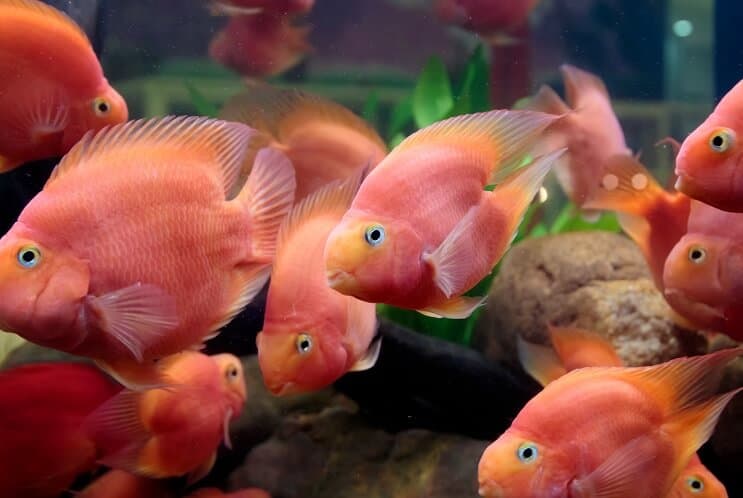 Blutpapagei Cichlid Diät