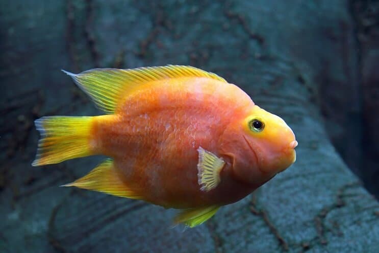 Blutpapagei Cichlid Pflege