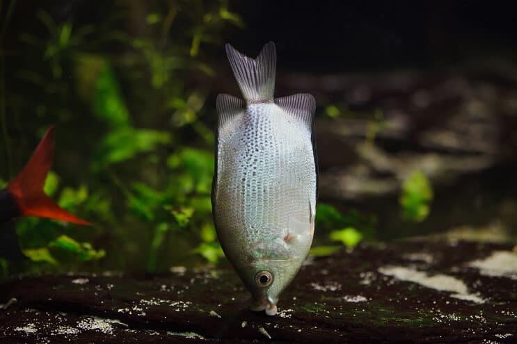 Gourami Habitat küssen