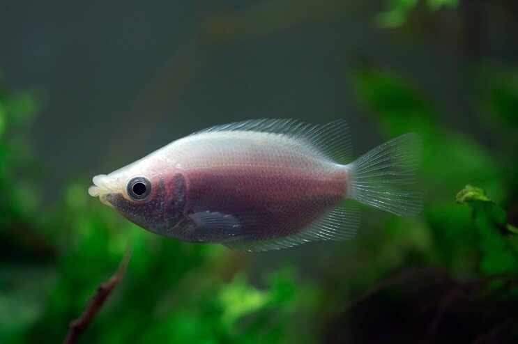 Gourami Panzerkameraden küssen