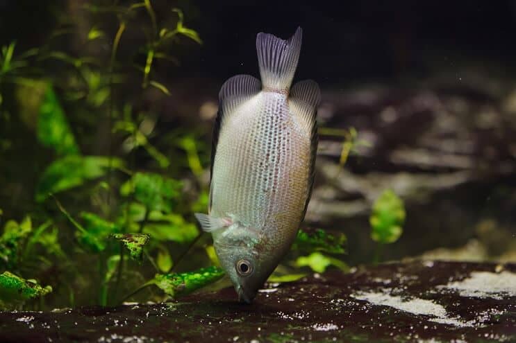 Gourami-Diät küssen
