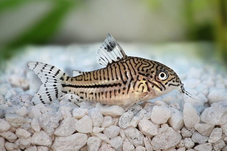 Cory Catfish Übersicht