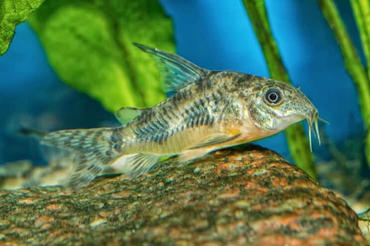 Cory Catfish Aussehen