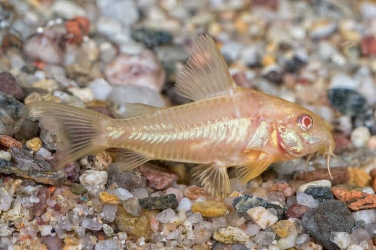 Albino Cory Wels