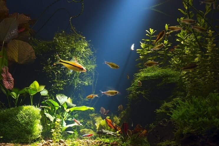 Cory Catfish Habitat