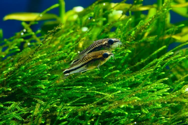 Zwei Cory Catfish