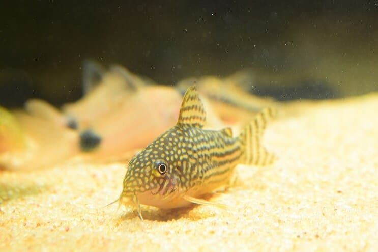 Cory Catfish
