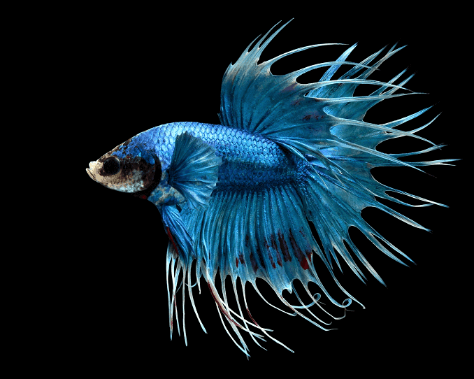 Übersicht über Bettas