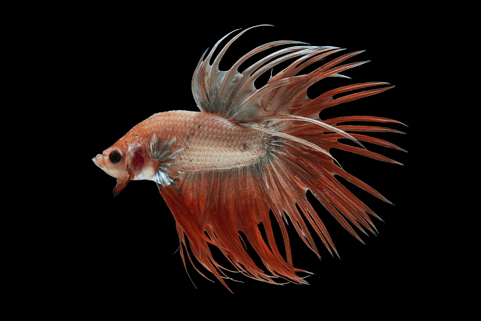 Bettas züchten