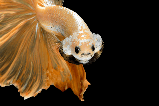 Crowntail Betta Aussehen