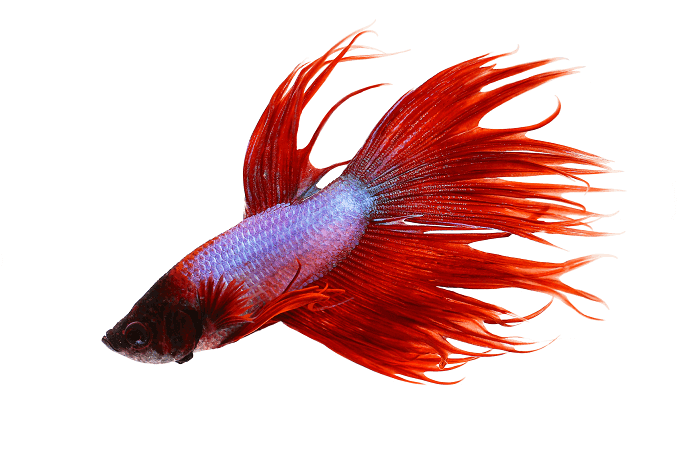 Verhalten Crowntail Betta