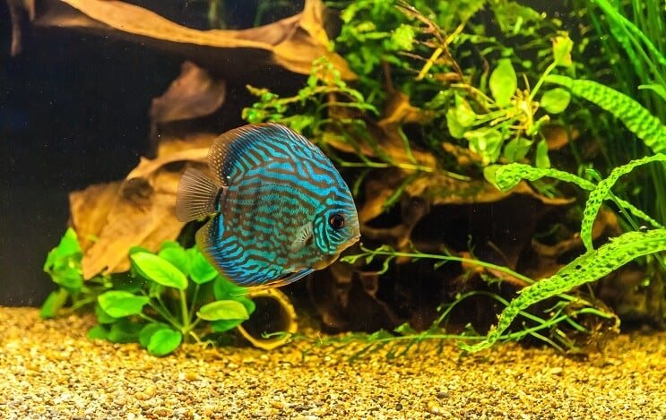 Diskusfisch im Tank
