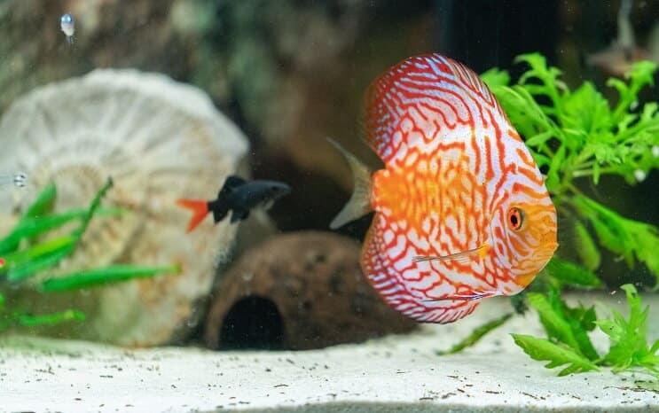 Diskus Aquarium Kumpels