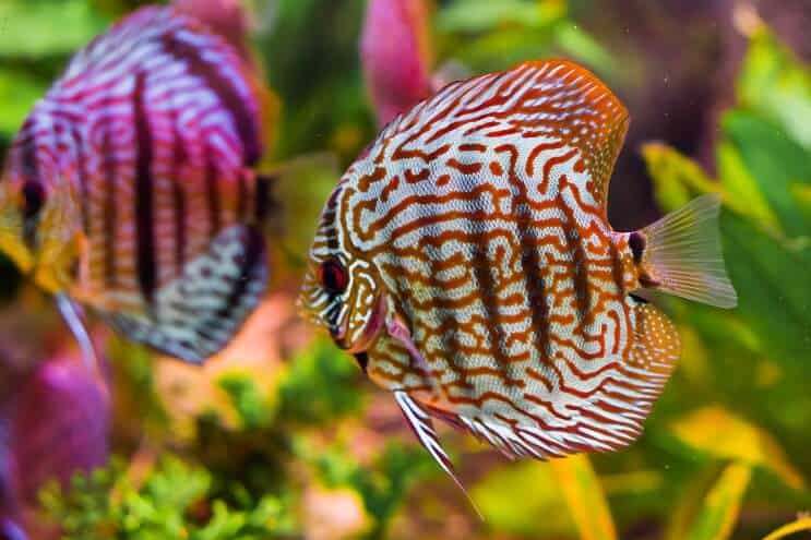 2 Diskusfische