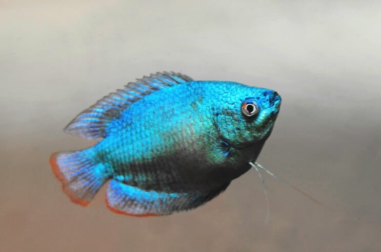 Zwerg-Gourami-Aussehen