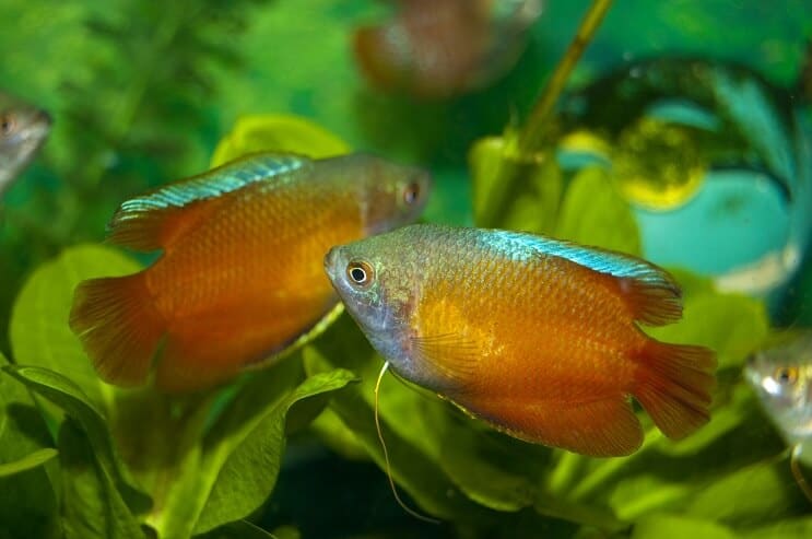 Zwei Zwerg Gourami
