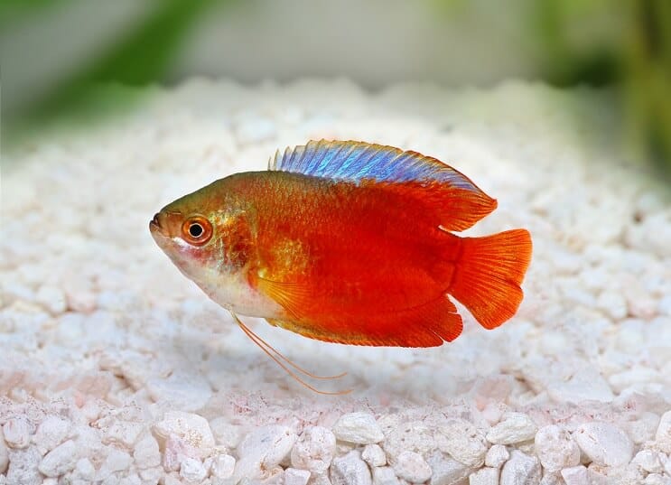 Flammenzwerg-Gourami