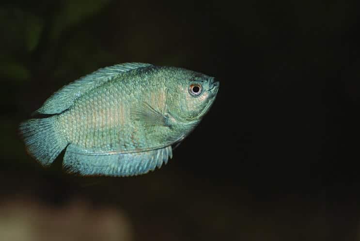 Zwerg Gourami Schwimmen