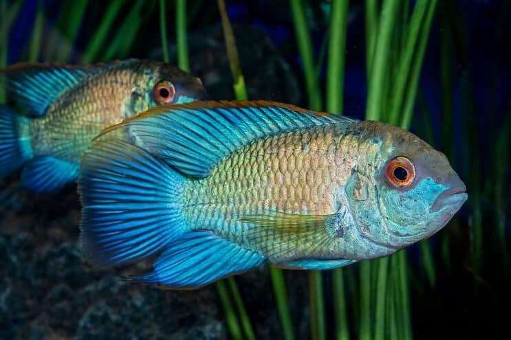 Elektrisches blaues Acara Aussehen