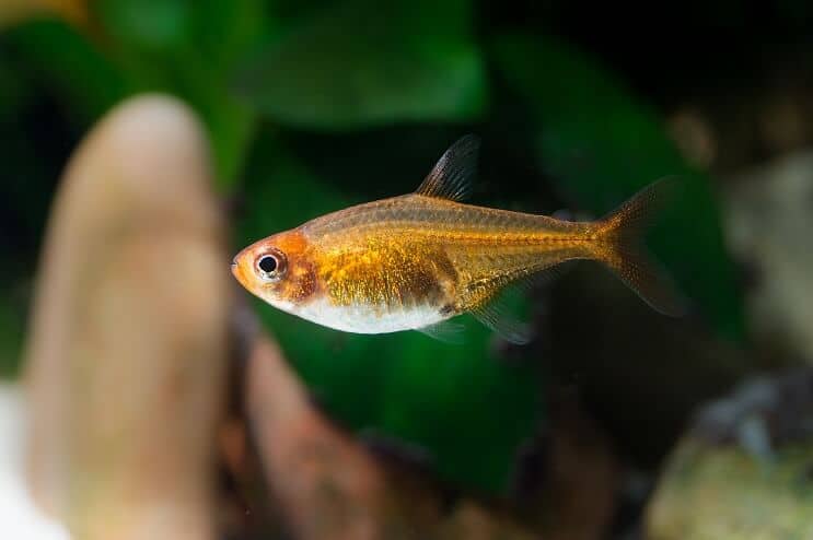 Ember Tetra Aussehen