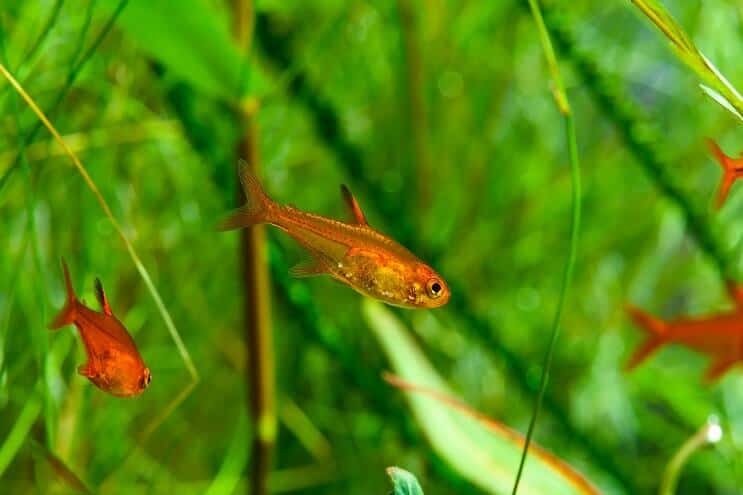 Ember Tetra Schwimmen
