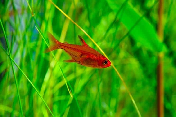 Feuer Tetra