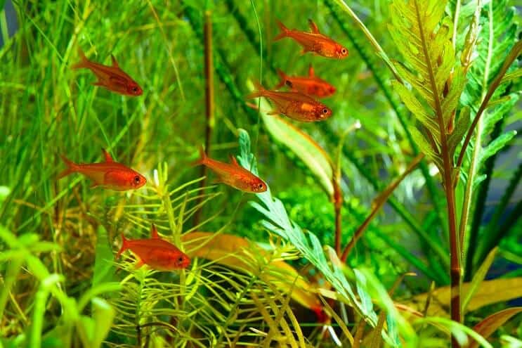 Ember Tetra Panzerkameraden